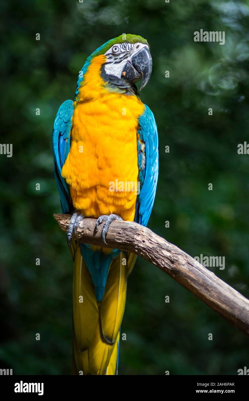 Ara ararauna, bleu et jaune oiseau perroquet ara dans le Parque das aves, Foz do Iguaçu, l'Etat du Parana, Brésil bird park Iguazu Falls Banque D'Images