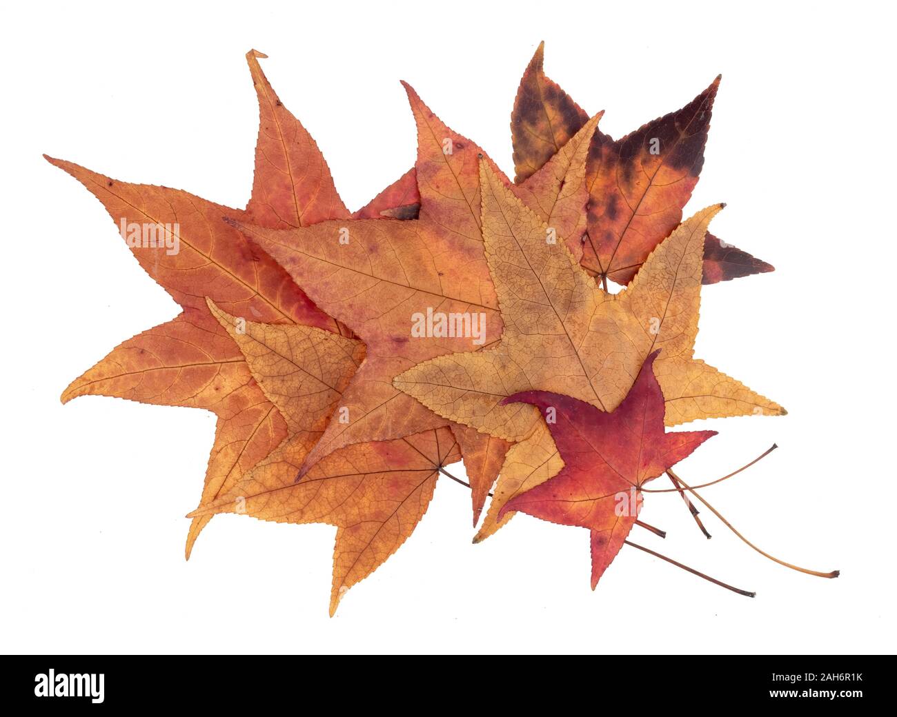 Mais l'automne les feuilles naturelles colorées isolé sur fond blanc. Banque D'Images