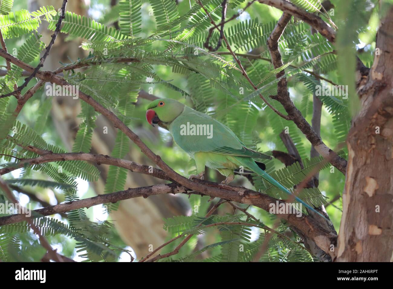 Perroquet vert (oiseau) Great-Green Ara. Wild oiseau rare dans la nature habitat, assis sur la branche. Banque D'Images