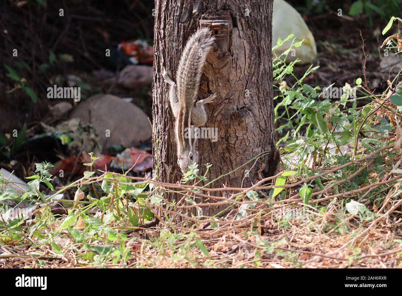 Squirrel en forêt d'automne. La famille des écureuils inclut les écureuils, les tamias, écureuils, marmottes, écureuils volants Banque D'Images