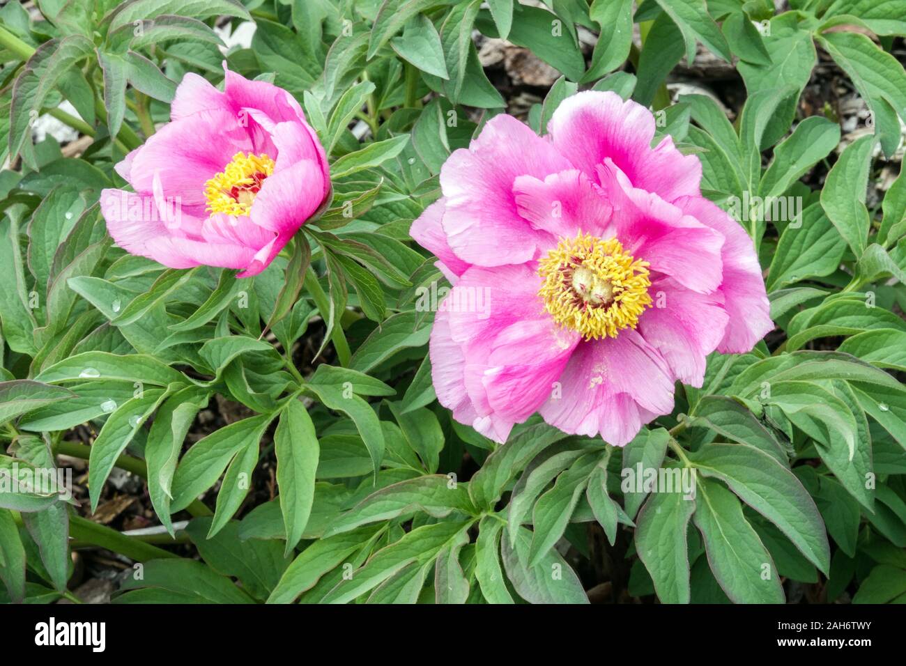 Pivoine rose clair Paeonia officinalis mollis Peonies Banque D'Images