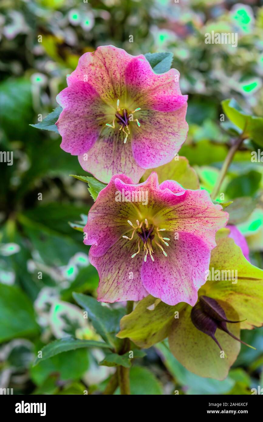 Noël Rose poussant dans un jardin de Norfolk. Banque D'Images