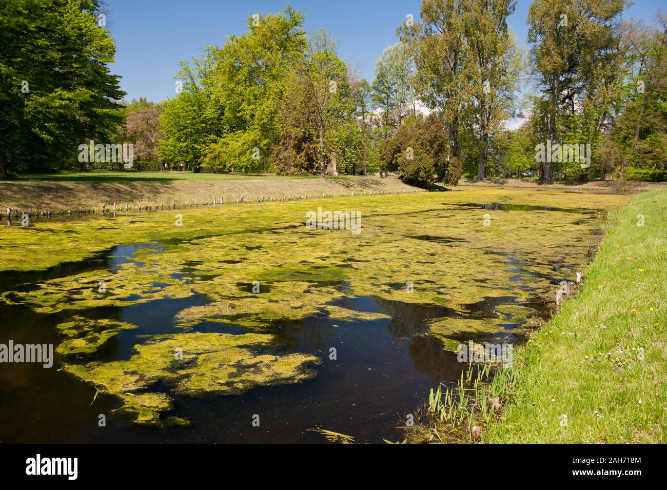 Les algues en étang de jardin à Nieborów Park au printemps, vue sur le jardin d'ornement en Pologne, Europe, paysage bucolique naturel en mai, beaucoup d'algues. Banque D'Images