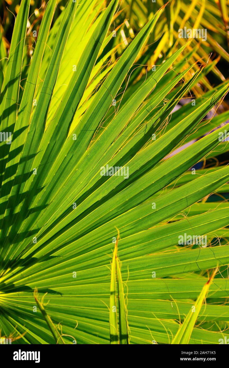 Plante verte espagne Banque D'Images