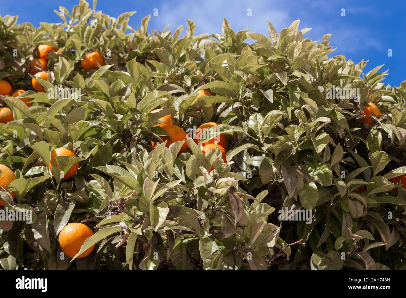 Des oranges sur l'arbre libre, Porto, Portugal Banque D'Images