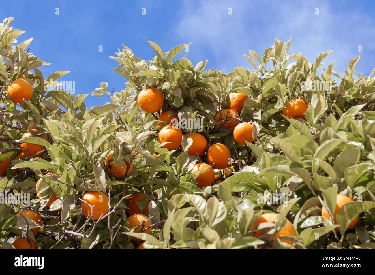 Des oranges sur l'arbre libre, Porto, Portugal Banque D'Images