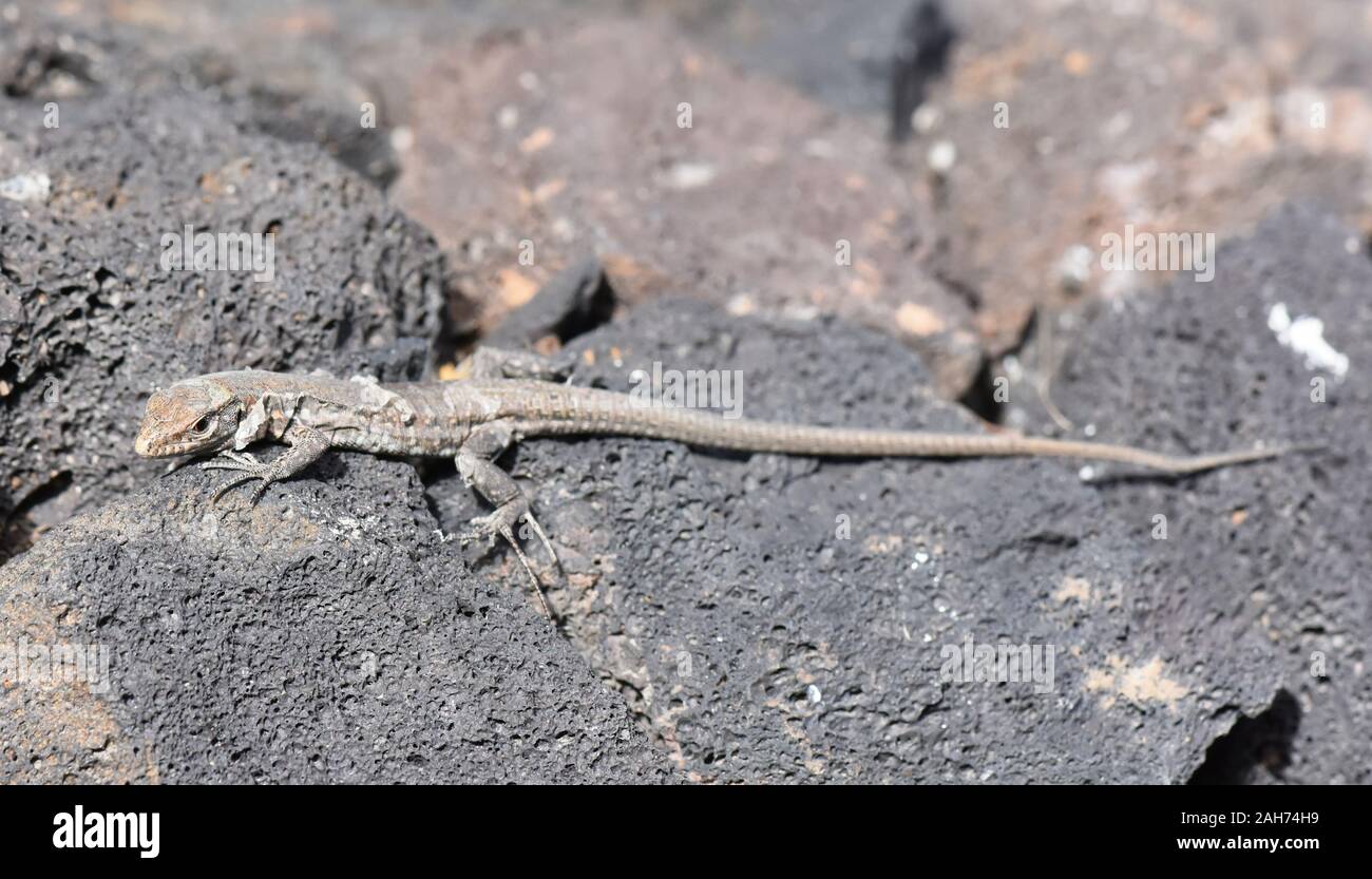 Lézard Gallotia galloti Tenerife le jeune modèle de remplacement de la peau Banque D'Images