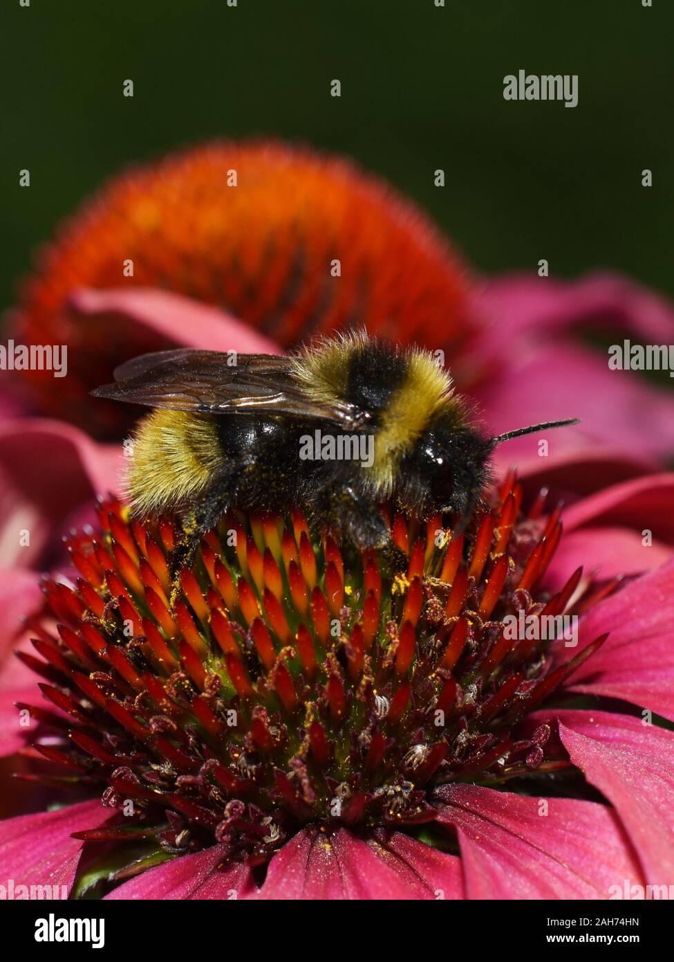 Bumblebee sur le dessus de l'échinacée échinacée rose Banque D'Images