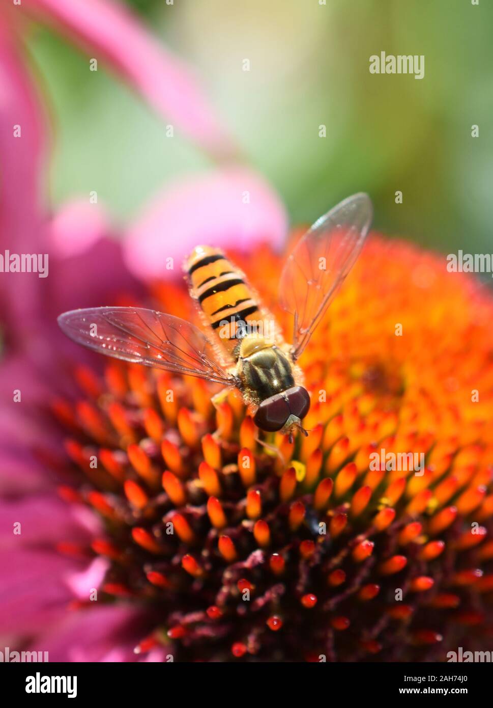 L'Episyrphus balteatus hoverfly assis dans un coneflower Banque D'Images