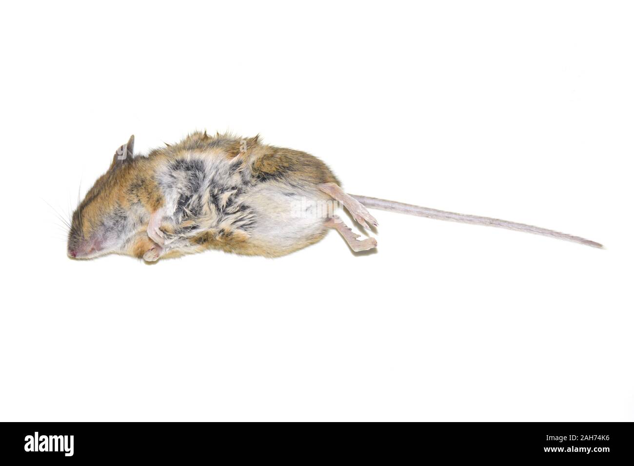 Dead mouse isolé sur fond blanc Banque D'Images