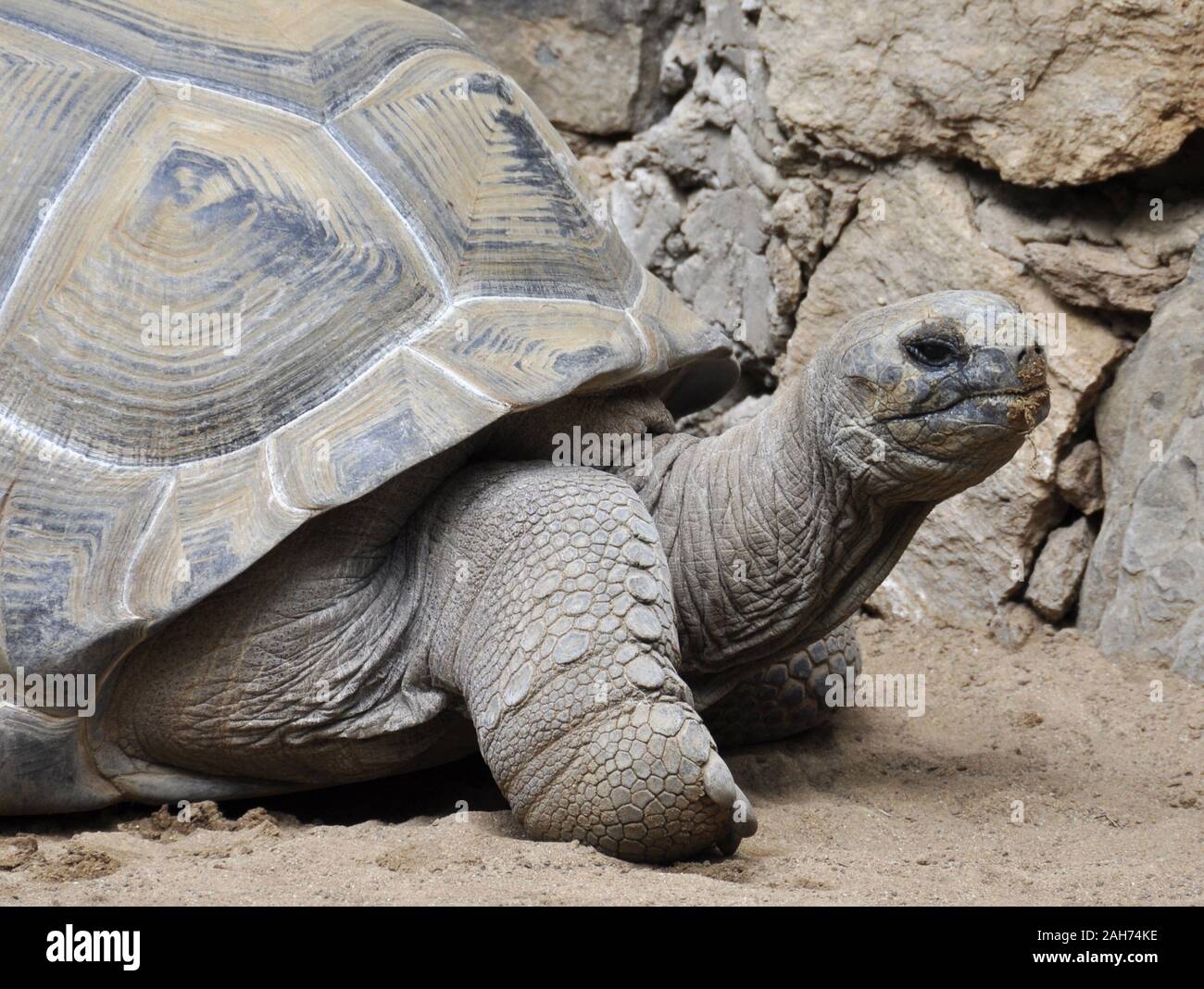 La tortue géante Centrochelys gigantea Banque D'Images