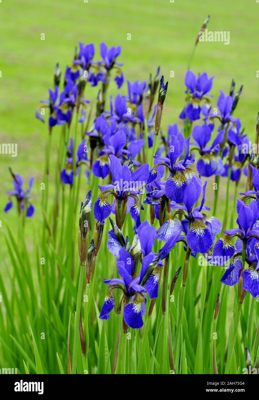 Groupe d'Iris de Sibérie bleu floraison dans un jardin Banque D'Images