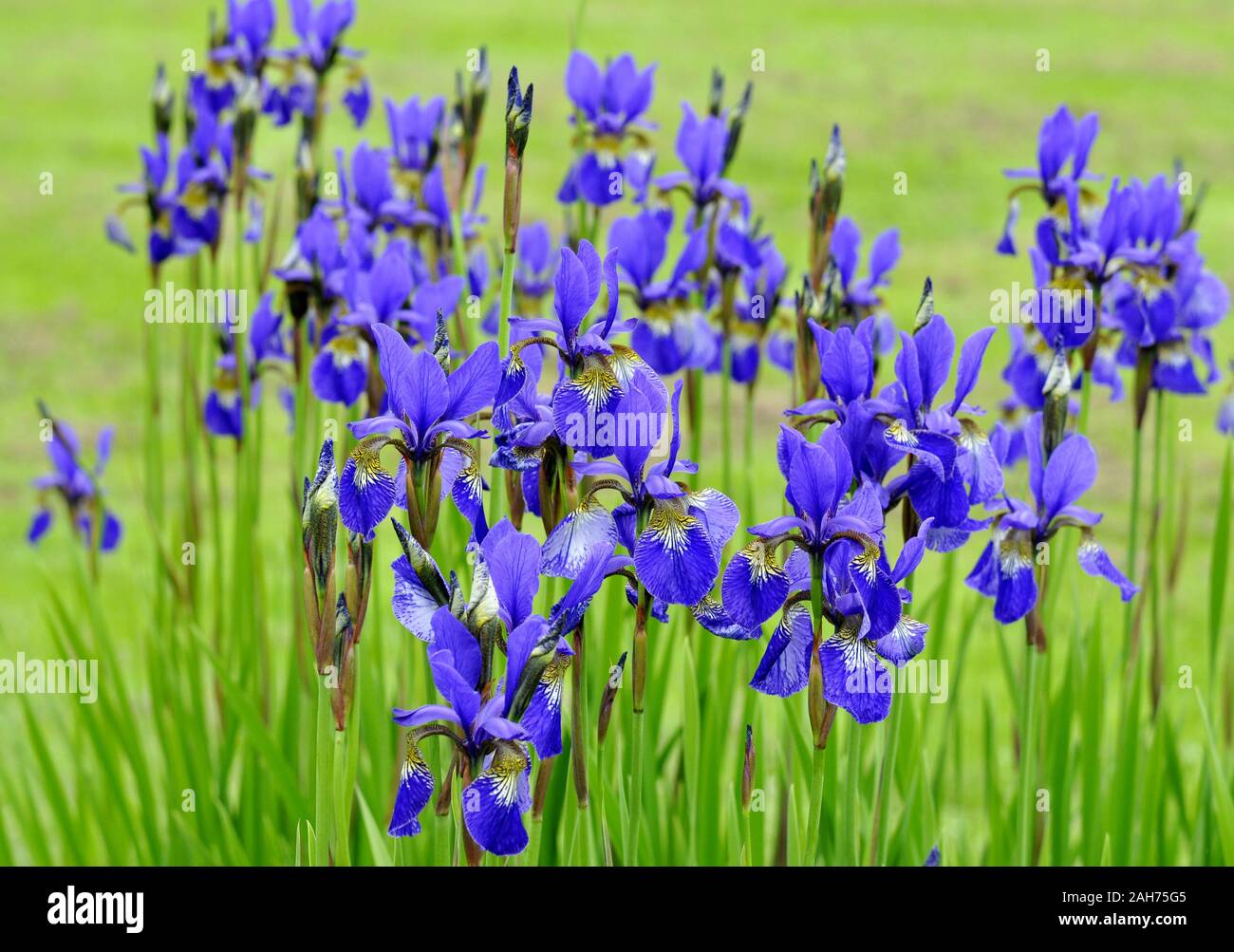 Groupe d'Iris de Sibérie bleu floraison dans un jardin Banque D'Images