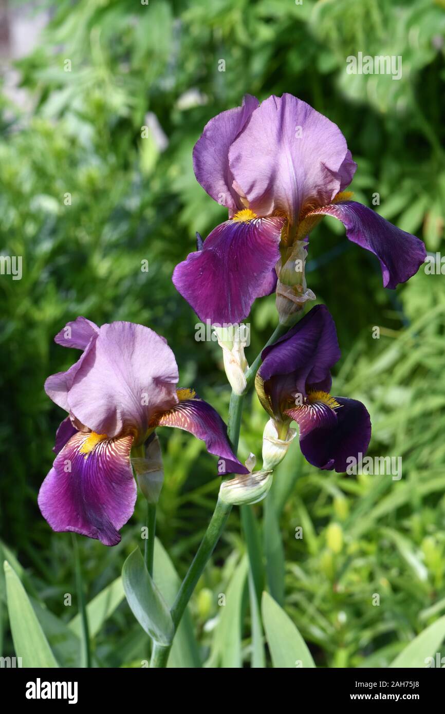 Gros plan sur l'iris mauve floraison dans un jardin Banque D'Images