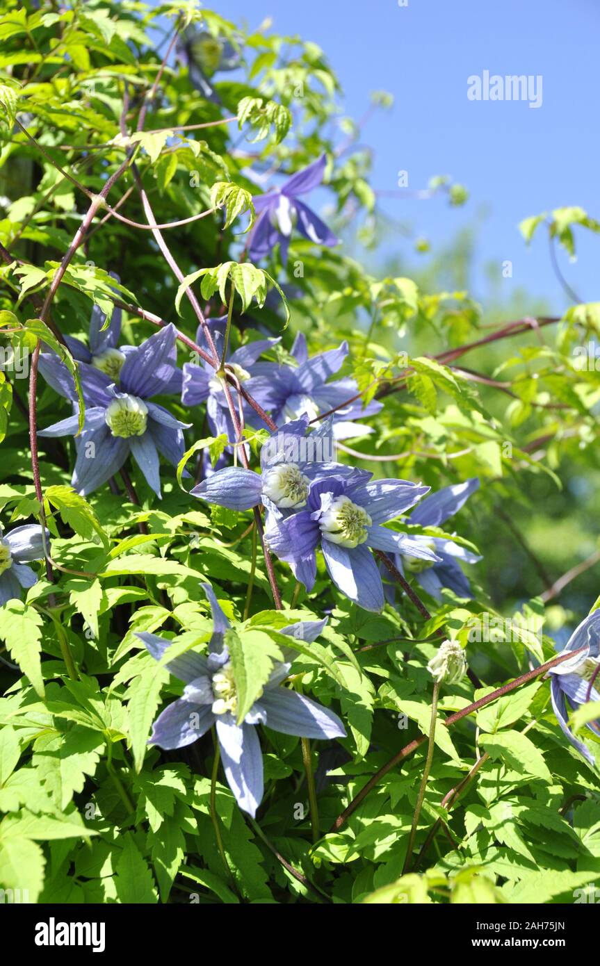 Clematis alpina plante grimpante plante à fleurs bleues Banque D'Images