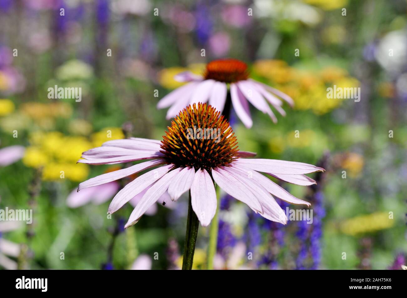 Jardin de fleurs colorées beefriendly Banque D'Images