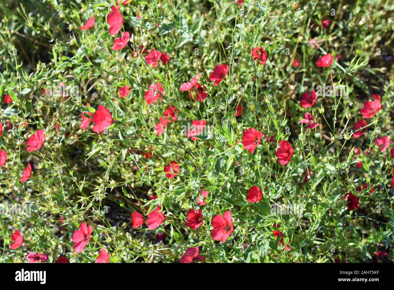 Lin Rouge Linum grandiflorum floraison dans un jardin Banque D'Images