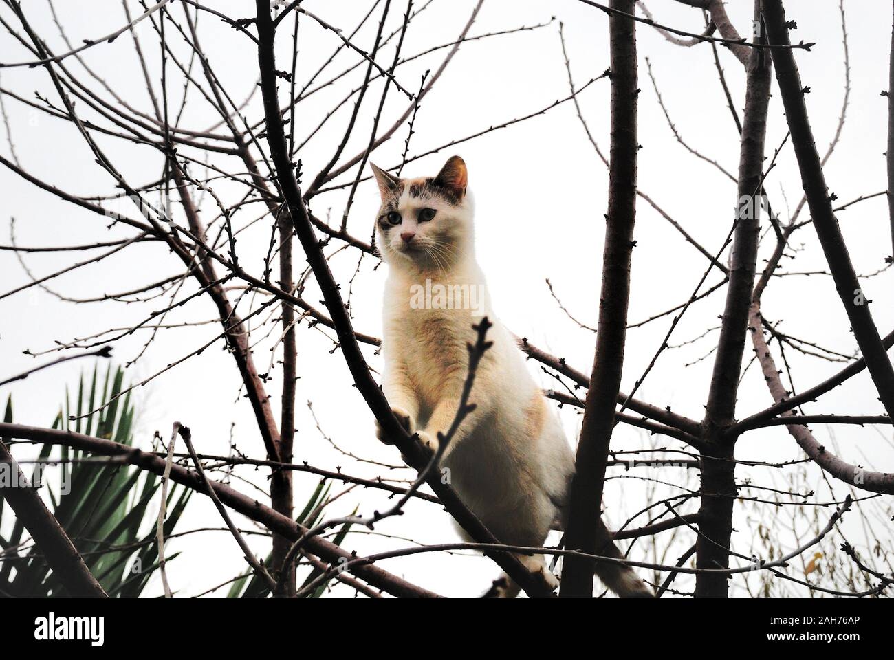 Un chaton sur une branche Banque D'Images