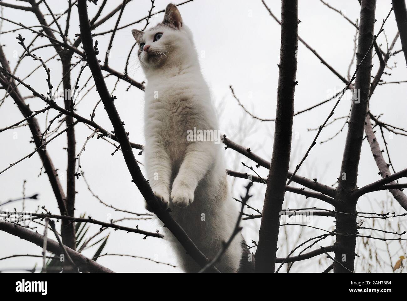 Un chaton sur une branche Banque D'Images