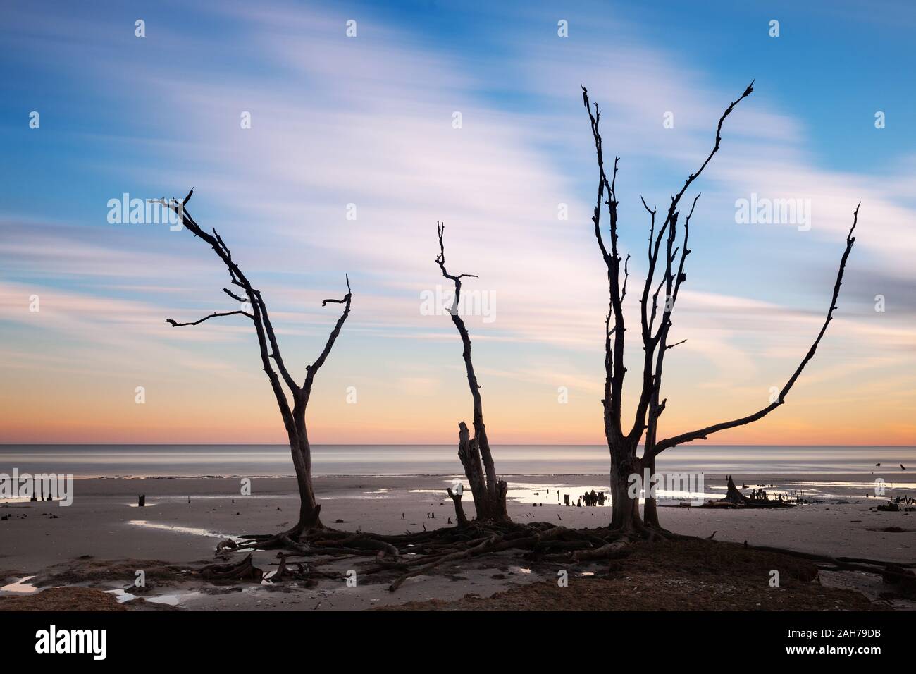 Lonely tree au lever du soleil. Botany Bay Beach, île Edisto, Caroline du Sud, USA Banque D'Images