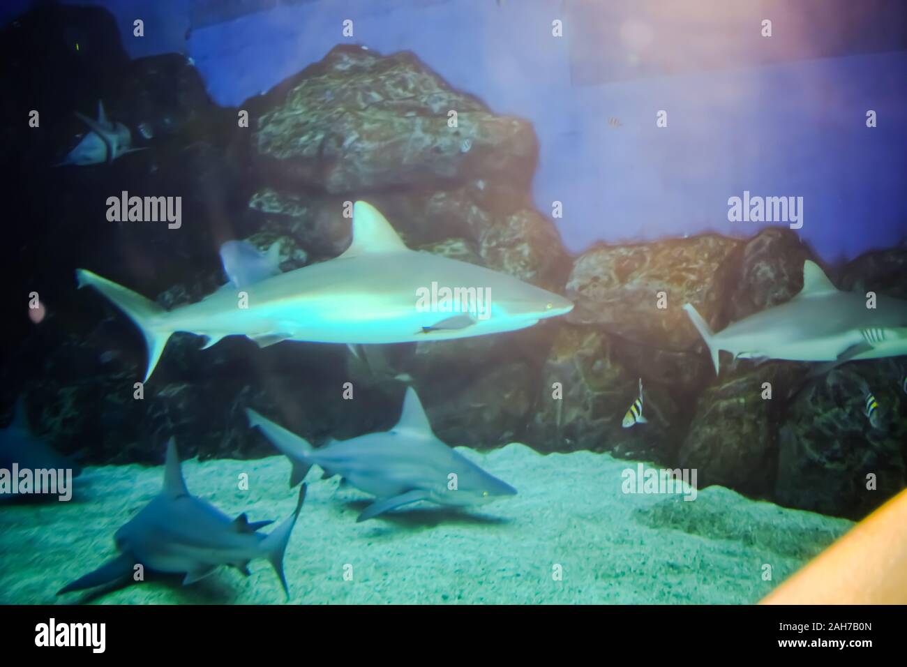 Beau bleu gros poisson dans l'aquarium Banque D'Images