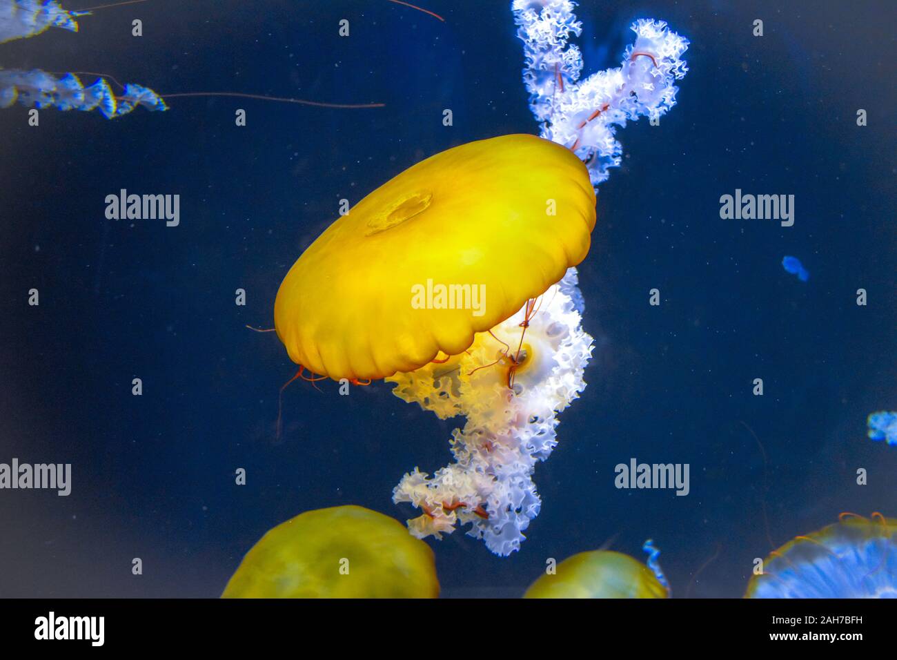 Jelly fish jaune close-up Banque D'Images