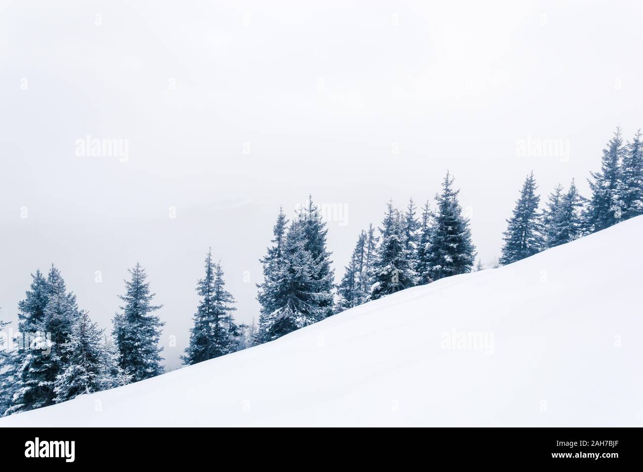 Fond d'hiver blanc simple avec la forêt sur une colline couverte de neige. Une ligne de sapins enneigés situés en diagonale. L'espace de copie Banque D'Images