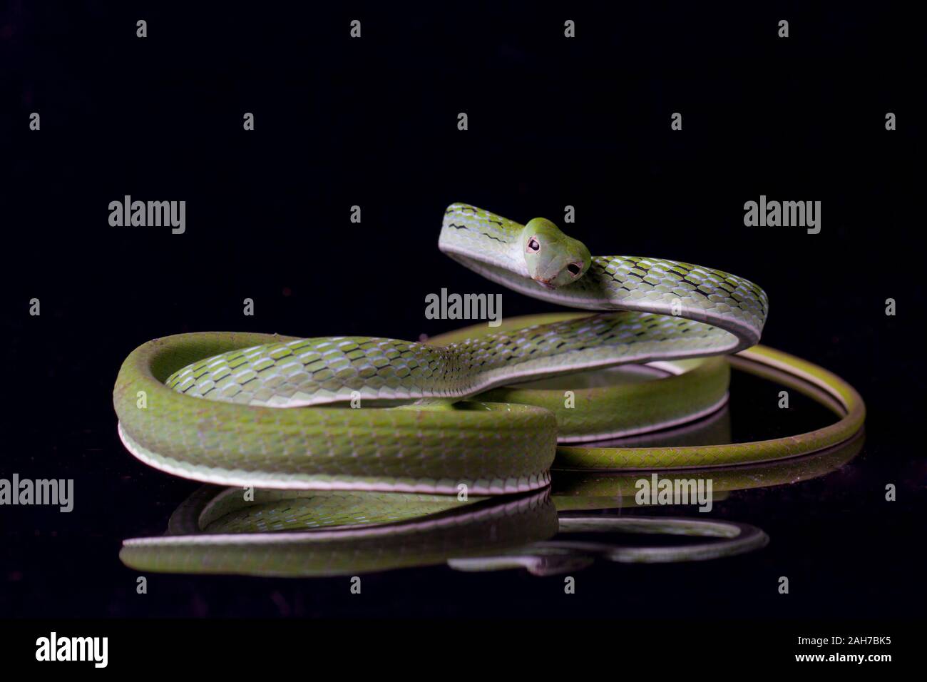 Serpent de vigne asiatique / Ahaetulla prasina isolé sur fond noir Banque D'Images