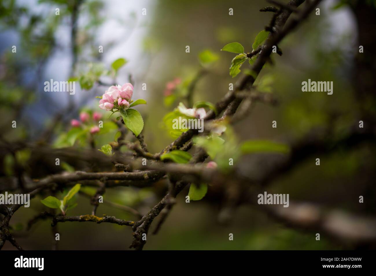 Gros plan d'une fleur rose sur le membre d'un arbre sur un fond de bokeh vert Banque D'Images