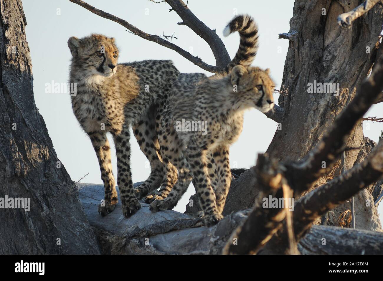 Deux oursons de guépard (acinonyx jubatus) jouant dans un arbre mort dans Moremi NP, Botswana, Afrique Banque D'Images