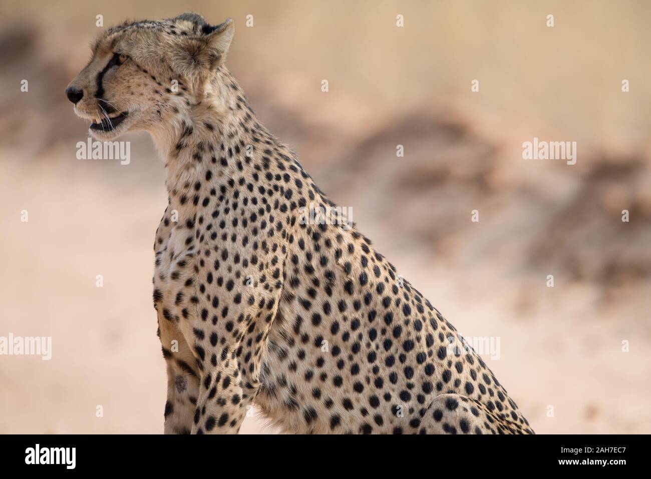 Cheetah (acinonyx jubatus) assis sur une piste de sable à Mabuasehube, Botswana, Afrique Banque D'Images
