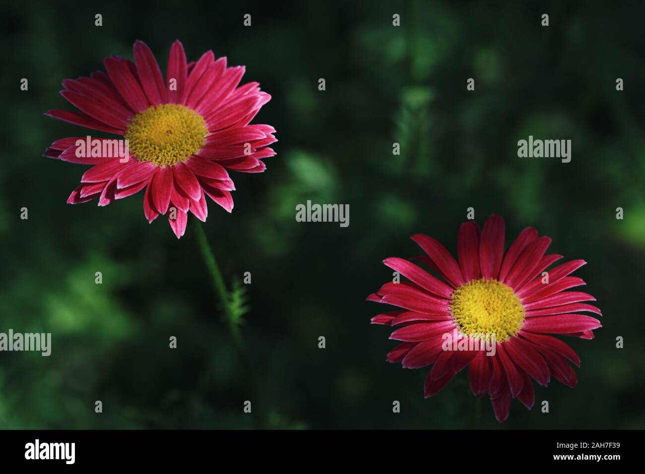 Hardy vivace//100 graines Tanacetum ou Pyrèthre /"Robinson/'s Red/'
