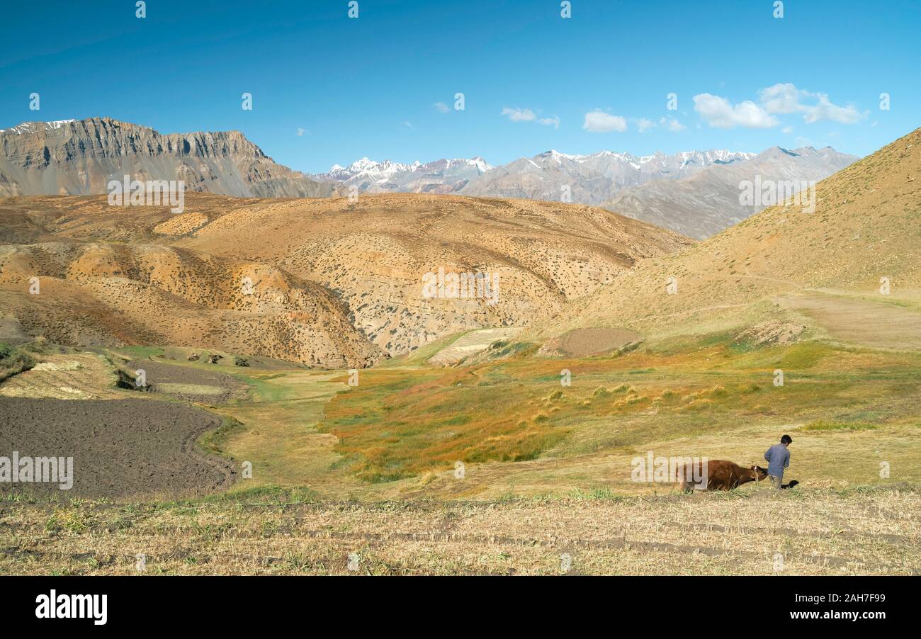 Avec l'agriculteur contre vache fond de champs cultivés, de paysage, et de l'himalaya sous ciel bleu en été près de Komic, Himachal Pradesh, Inde. Banque D'Images