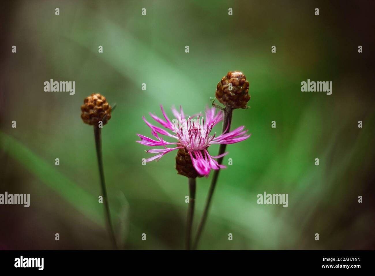 Prairie Rose bleuet sur un arrière-plan flou vert vif. Fleurs des prés centaurée jacée avec bourgeons brun. Sur une journée ensoleillée. Close-up, vue de côté. Banque D'Images