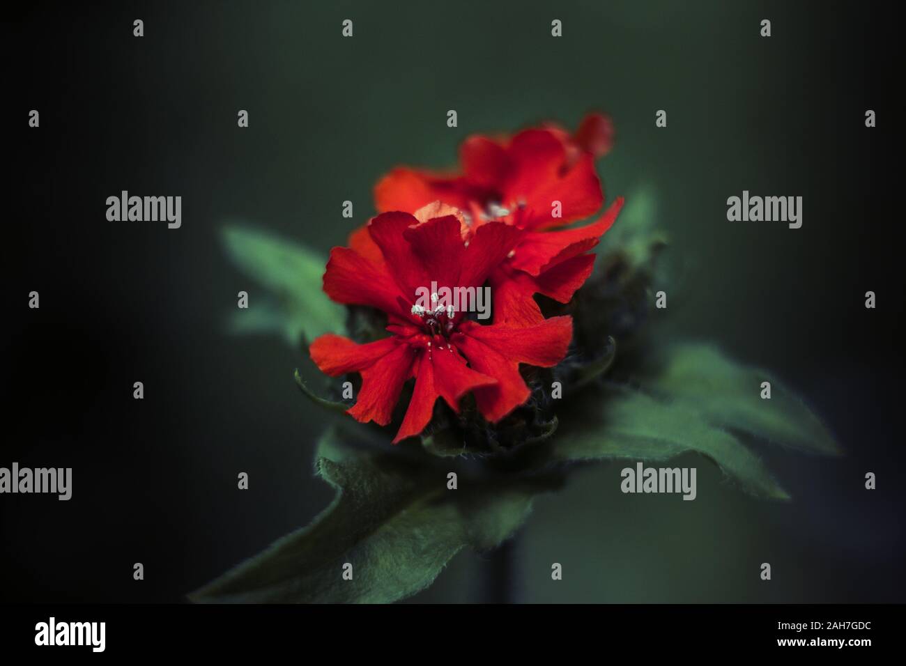 Fleurs rouge vif de Lychnis chalcedonica ou Agrostemma chalcedonica ou campion ou saumon ou sombre amour brûlant close up sur fond flou vert. Banque D'Images