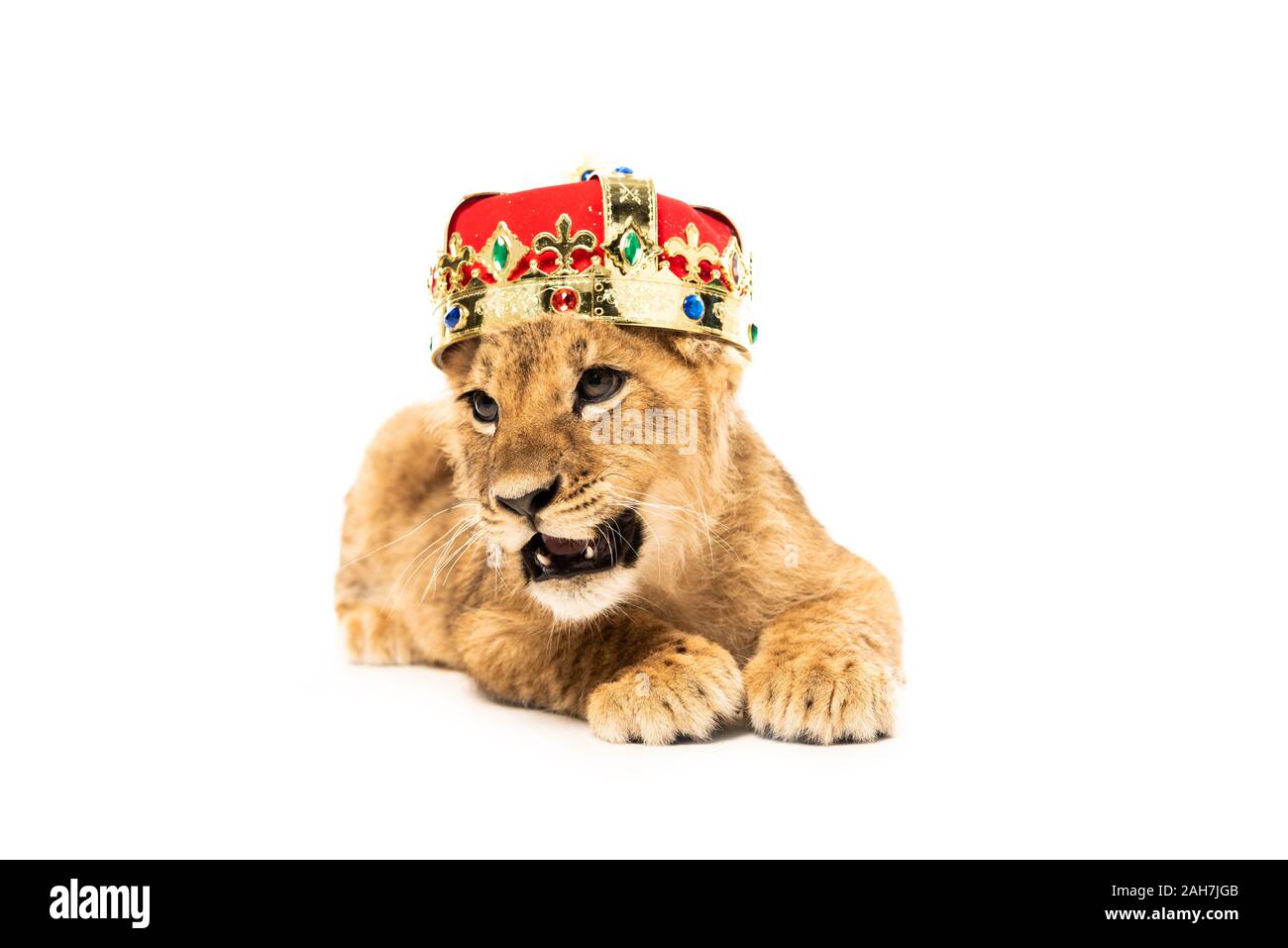 Cute lion cub à Golden et Red Crown isolated on white Banque D'Images