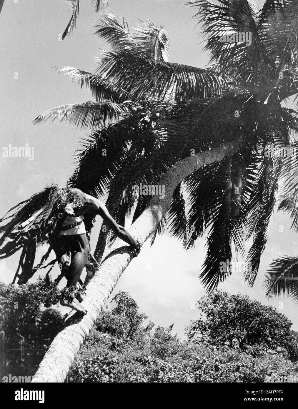 Les Fidji, l'escalade pour Coco, FijiUpward tourné d'un homme escalade le tronc d'un grand cocotier. Sous-titre suivant : Fidji - comme tous les peuples autochtones du Pacifique - sont des experts à l'escalade des cocotiers, 1965. 2005/010/1/14/14. Banque D'Images