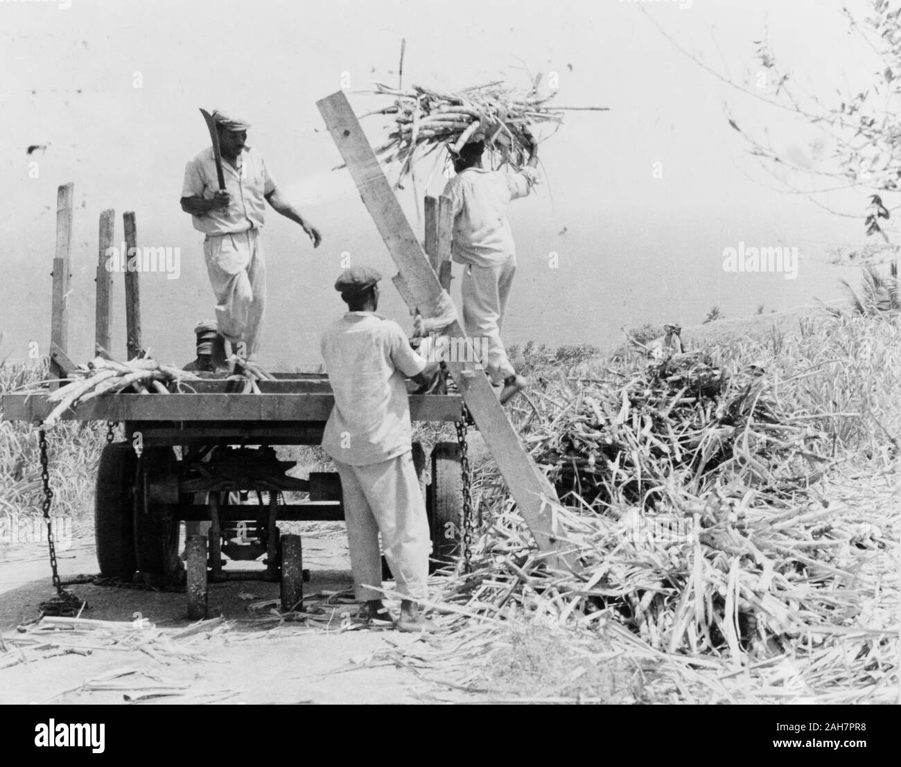 Récolte de la canne à sucre, la Barbade, la Barbade. Trois hommes récolter la canne à sucre à la plantation, la récolte de coupe en plusieurs longueurs avec une machette avant de les empiler sur une remorque. La Barbade, 1965. Sous-titre suivant 'est de loin la plus importante industrie de la Barbade en 1965. 2005/010/1/13/34. Banque D'Images
