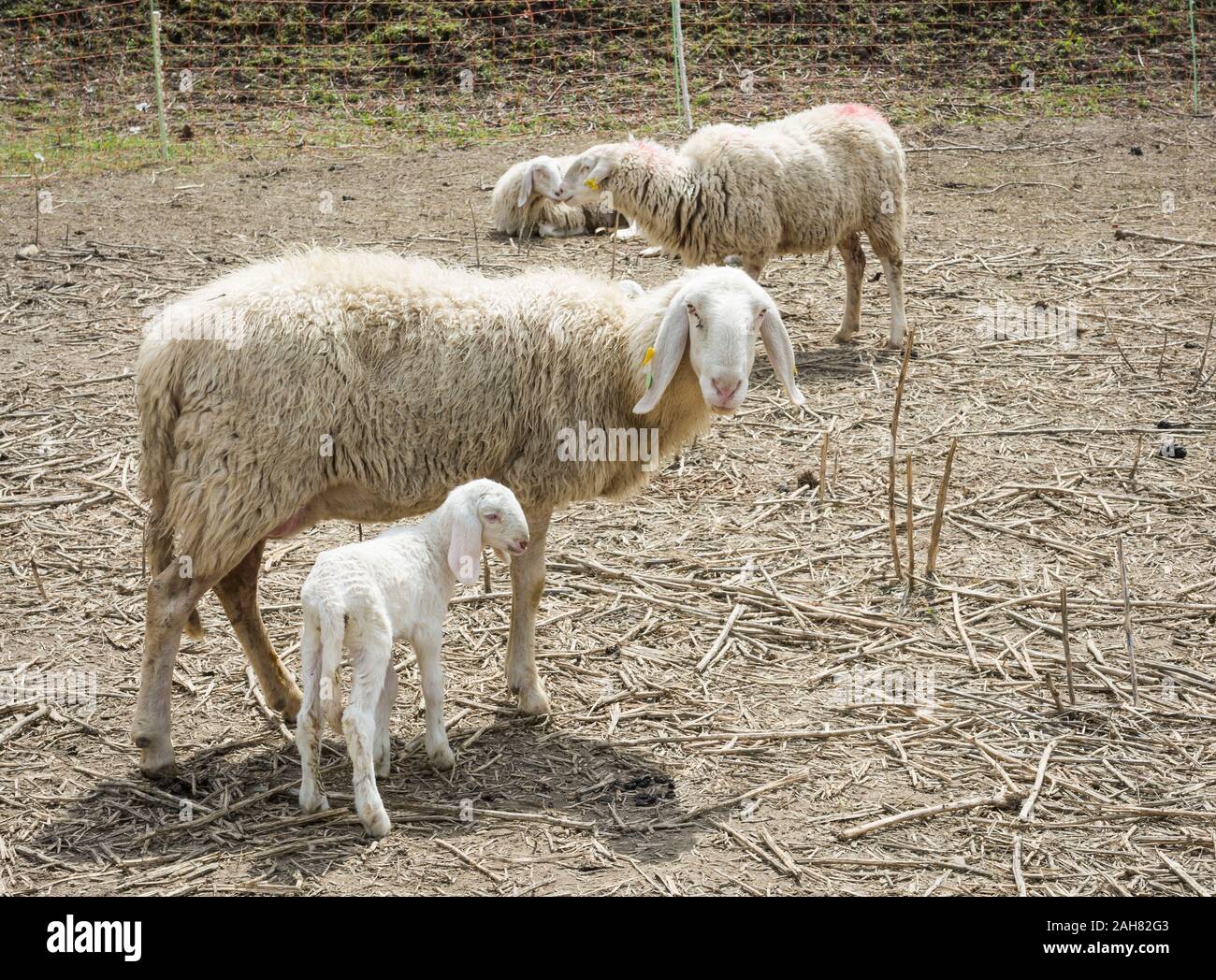 Mouton mère et son agneau au printemps, Trentin-Haut-Adige, dans le nord de l'Italie. Mouton Mère Agneau Banque D'Images