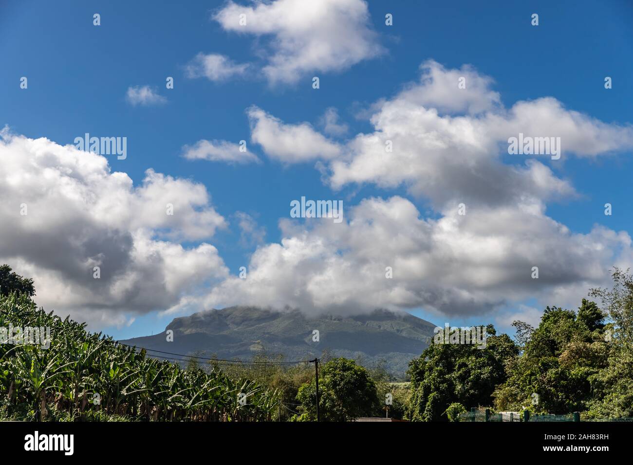 Plantation de banane avec arrière-plan vue du volcan en Martinique, France Banque D'Images