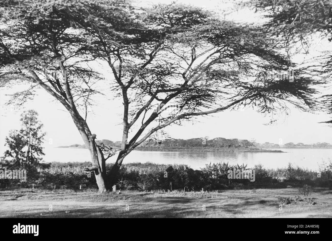 Au Kenya, une grande flamme arbre pousse sur les rives du lac Naivasha. Manuscrit original description : Le lac Naivasha, Kenya, vers 1935. 1995/076/1/2/5160. Banque D'Images