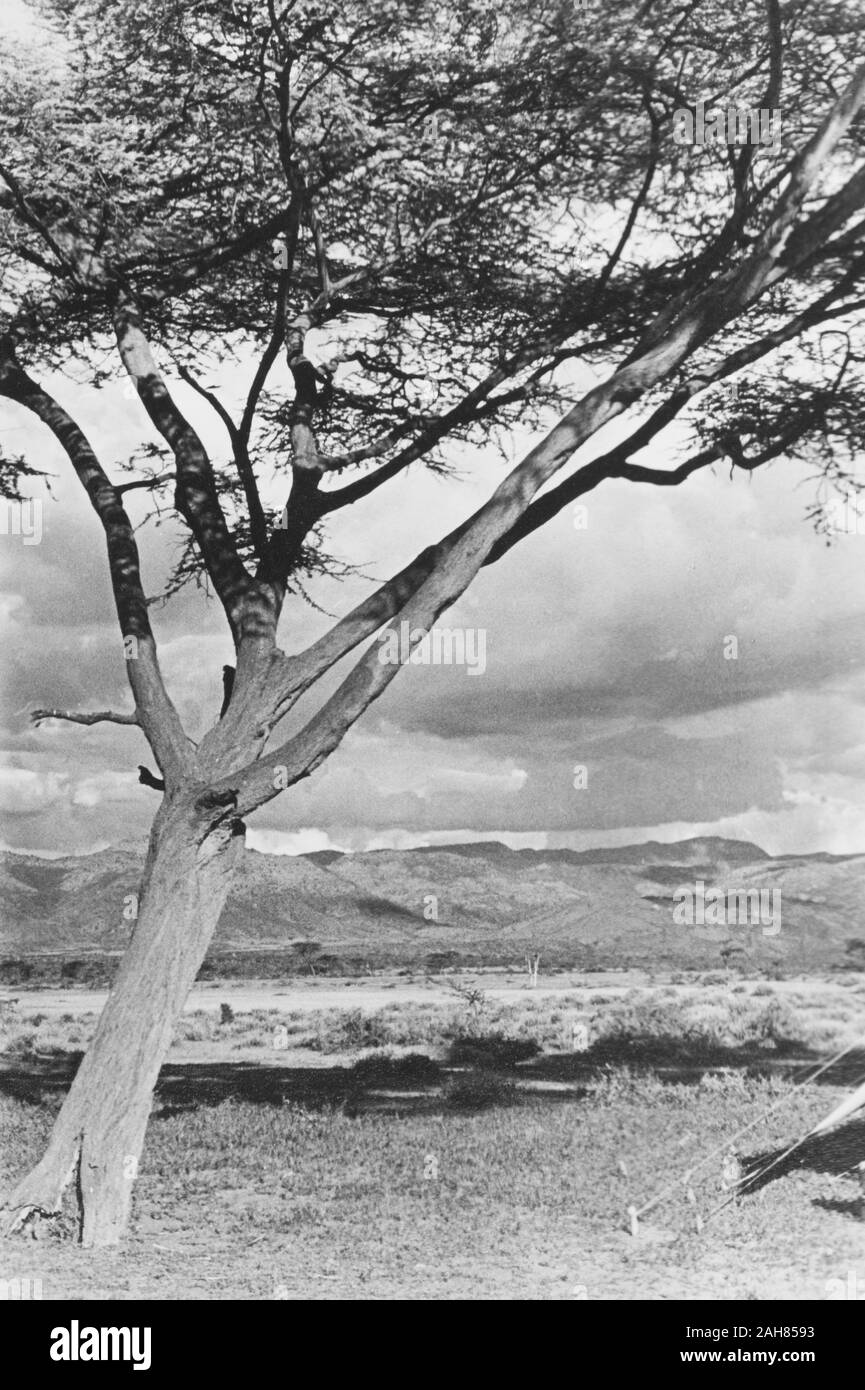Au Kenya, un acacia entoure un éventail de montagnes au loin à un camp site en rase campagne, vallée du Rift. Cette photographie est issue de la série 'Safari au lac Baringo 1934.'manuscrit original description : Une vue de la gamme Kamasia, district de Baringo, 1934. 1995/076/1/2/8/9. Banque D'Images