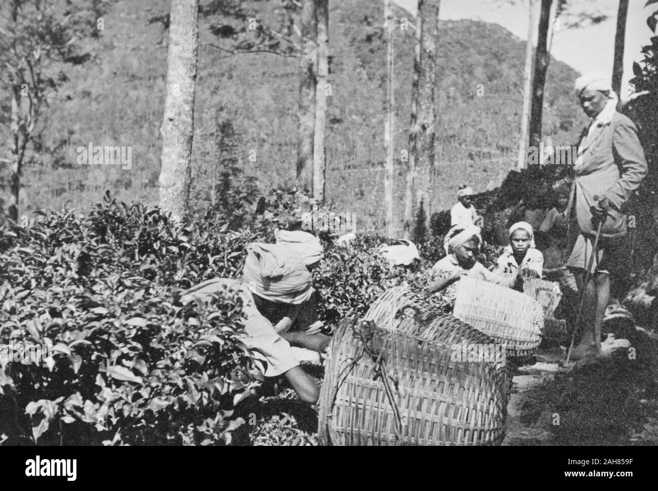 LankaCeylon Sri, les travailleurs des plantations de thé de la récolte dans de grands paniers tissés, suivi de près par leur superviseur, 1936. 1995/076/4/2/44. Banque D'Images