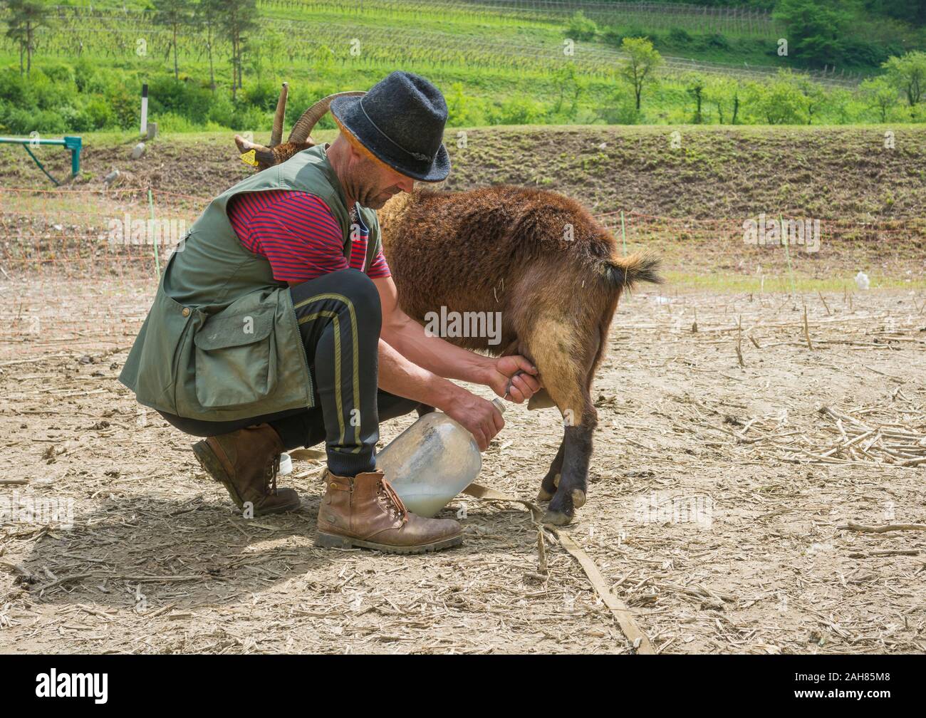 Traire une chèvre à la main Banque de photographies et d’images à haute résolution Alamy