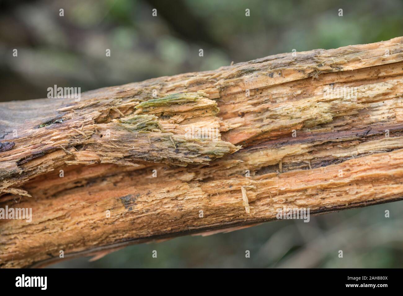 Gros plan macro de bois pourri de branche d'arbre. Ne brûle pas bien sur son propre "punk" ce bois peut être séché et carbonisé et utilisé comme de feu Amadou Banque D'Images