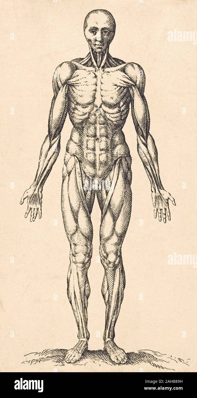 Dans la musculature du corps humain de sexe masculin. Après un travail du 17ème siècle. Banque D'Images
