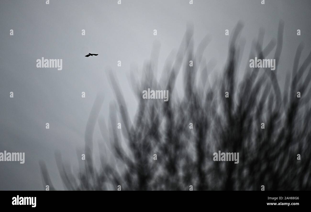 26 décembre 2019, la Bavière, Windischletten : Un corbeau vole par-dessus les buissons. Photo : Nicolas Armer/dpa Banque D'Images