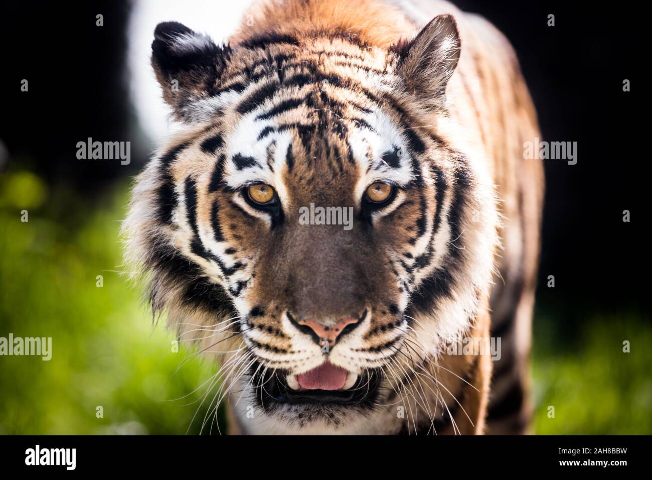 Gros plan portrait d'un tigre adulte marchant et regardant de nouveau à l'appareil photo, contre un fond bokeh vert Banque D'Images