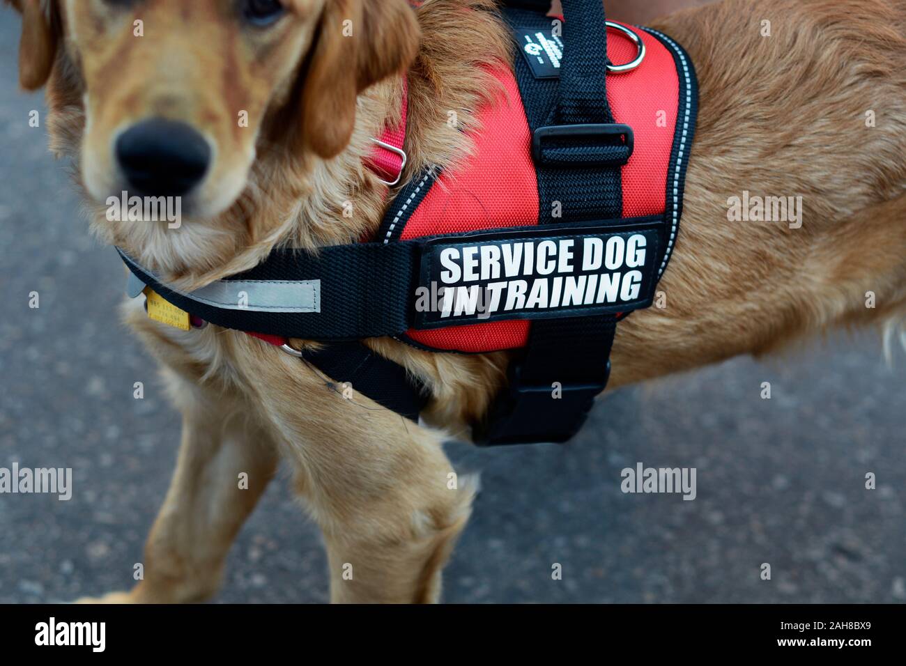 Un chien d'assistance dans la formation des promenades avec son formateur à Santa Fe, Nouveau Mexique. Banque D'Images