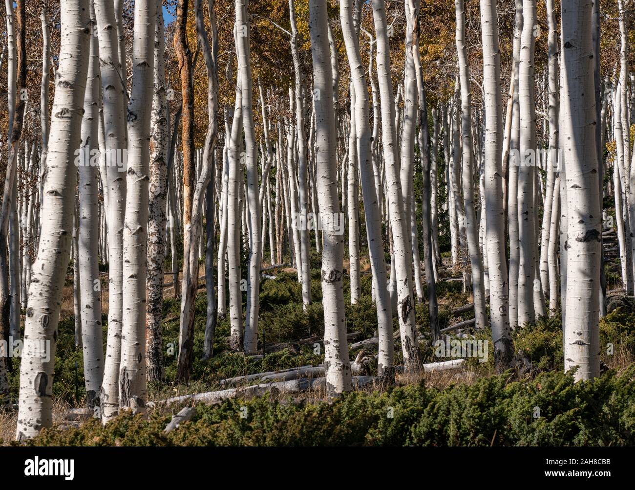 95.28 Le clone de peuplier près de Fish Lake dans l'Utah. Banque D'Images